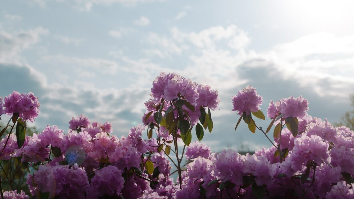 purple flowers under blue sky during daytime