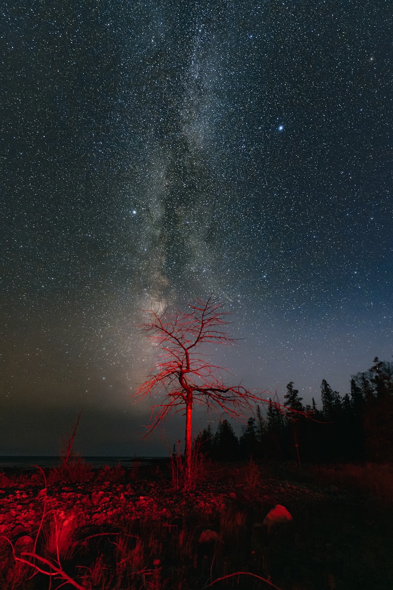 The night sky is filled with stars and a tree